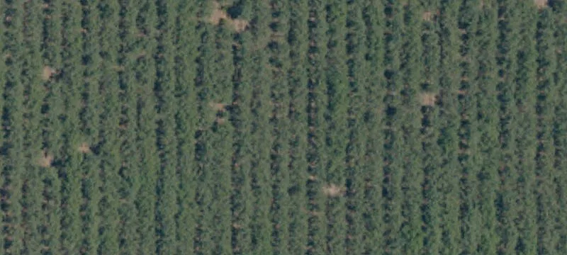 Butte Almond Orchard and Country Home