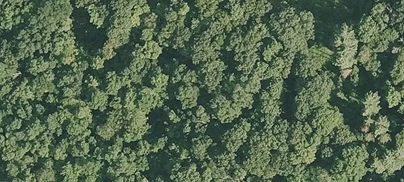 Wooded Estate Residential Lot
