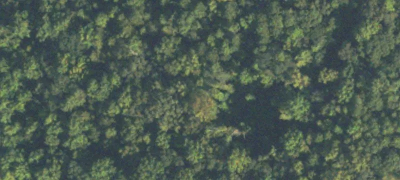 Wooded Hunting Land with Creek