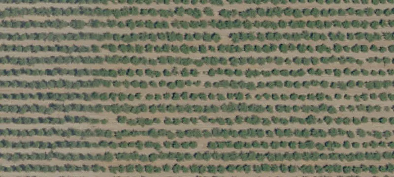Organic Almond Farmland with Water
