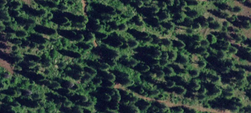 Wooded Private Land Parcel