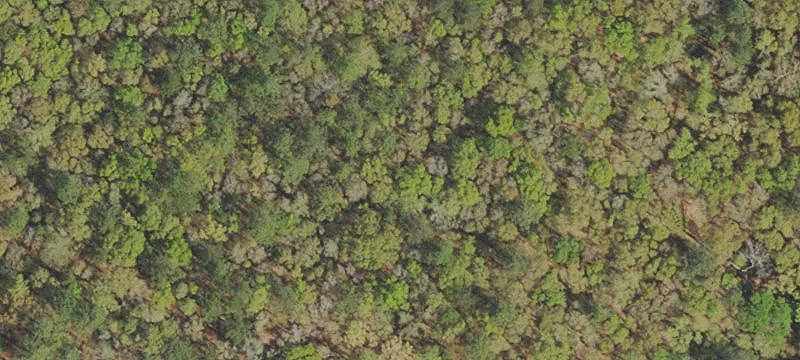 Wooded Recreational Land Tract