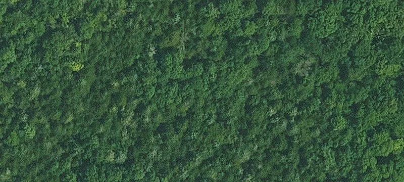 Wooded Waterfront Land Tract