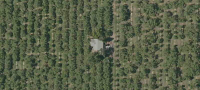 Certified Organic Almond Orchard