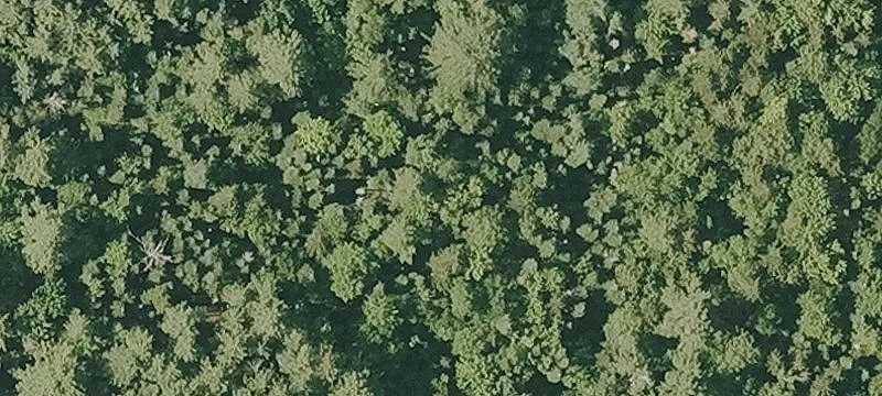 Wooded Residential Development Lot
