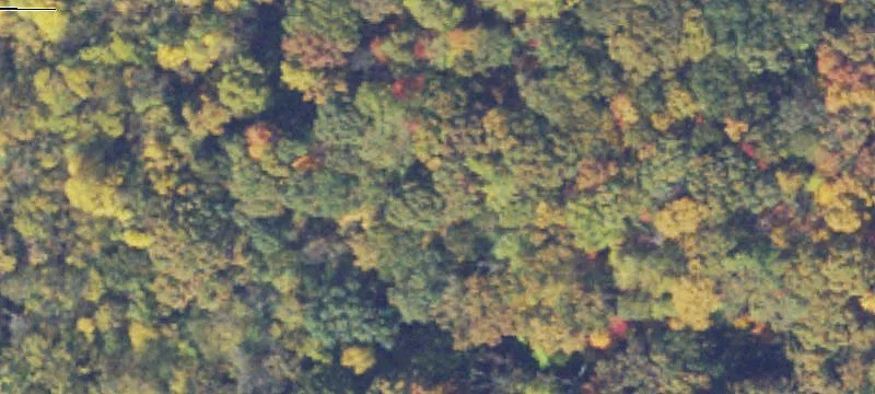 Wooded Residential Land Parcel