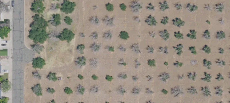Walnut Orchard Acreage