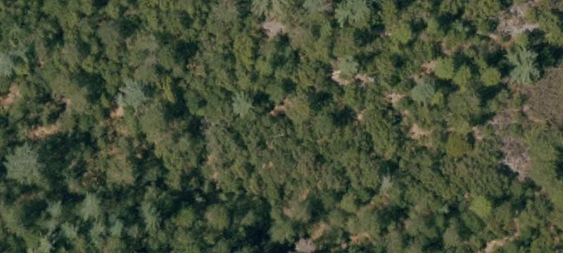 Forest Land with Seasonal Stream