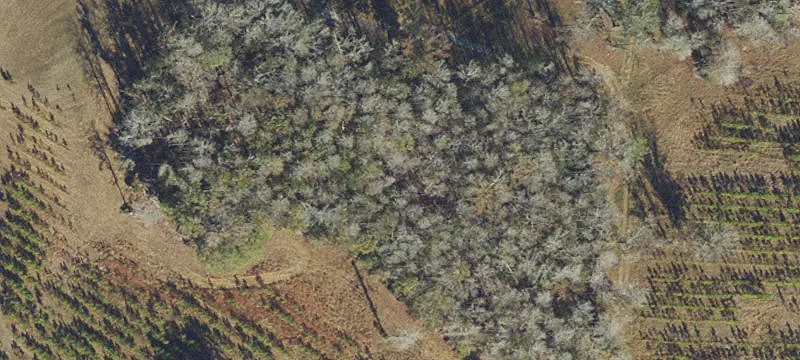 Wooded Vacant Land Parcel