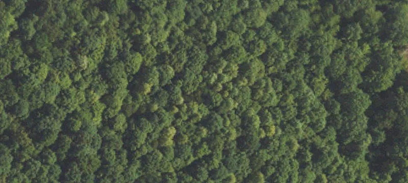 Adjoining Lake-Area Timber Land