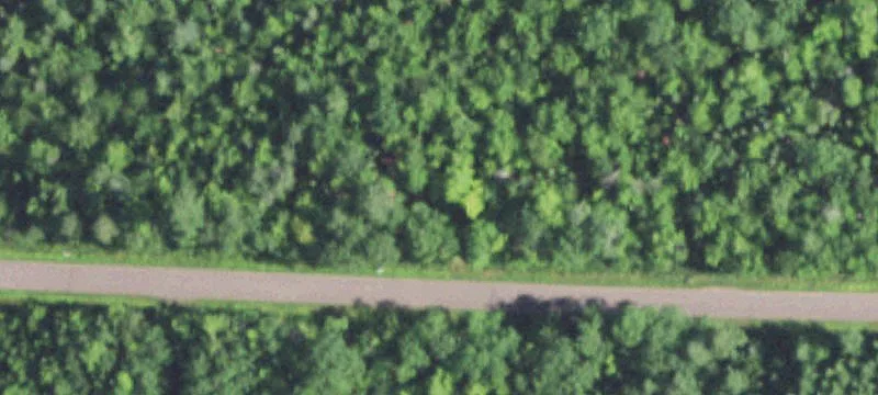 Wooded Hunting Land with Driveway