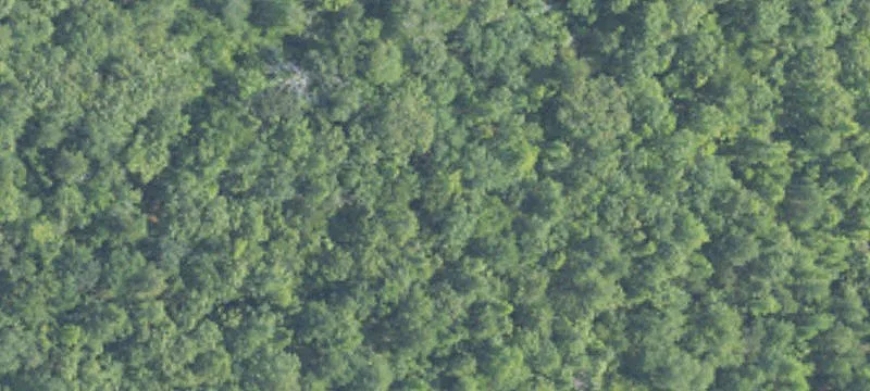 Heavily Wooded Acreage Tract