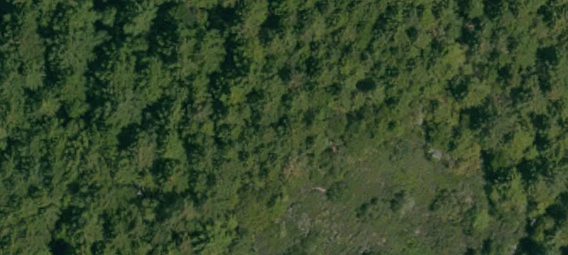 Ranch Land with Timber Income