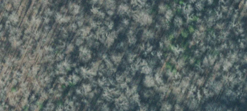 Recreational Hunting Tract with Spring