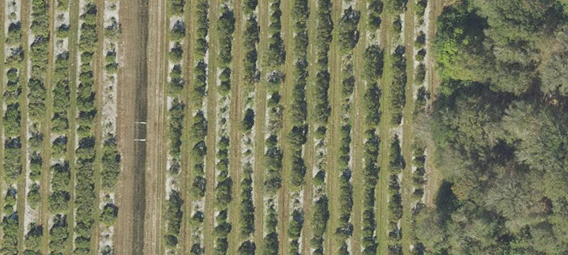 Producing Citrus Grove Investment Land