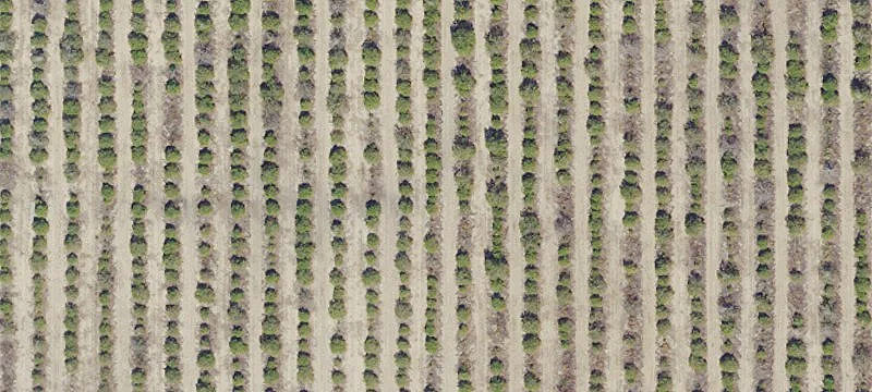 Citrus Farm with Automated Irrigation Wells