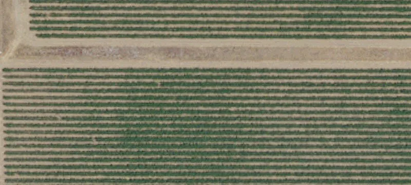 Winegrowing Land with Drip Irrigation