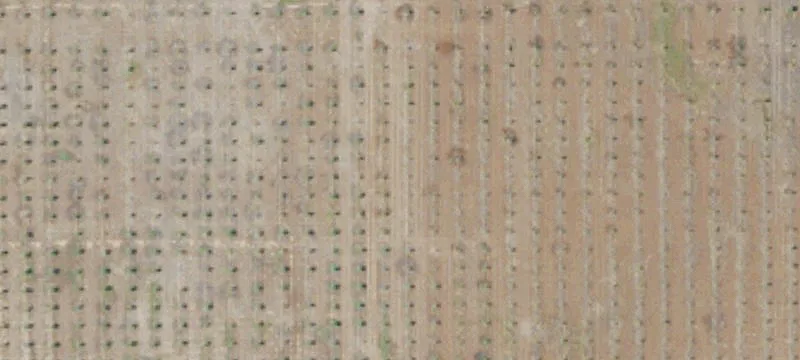 Almond Orchard Irrigated Farmland