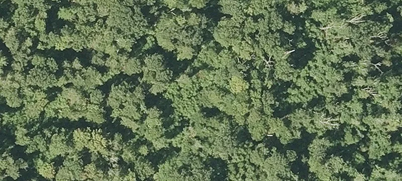 Wooded Residential Lot with Road Frontage