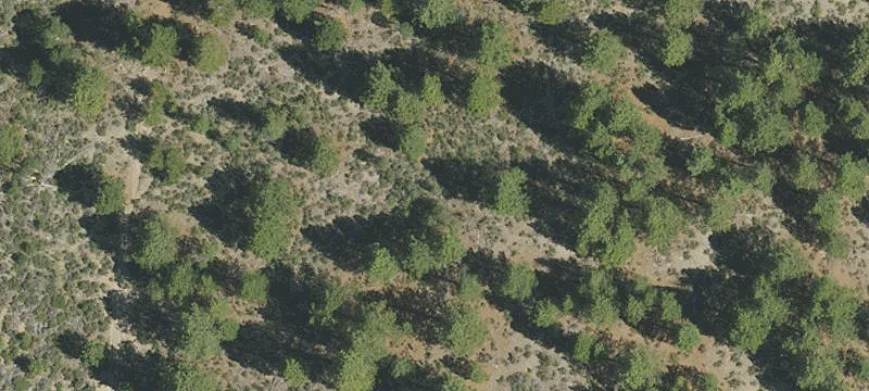 Forested Residential Development Lot