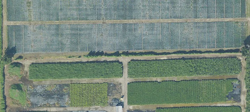 Income-Producing Nursery Land