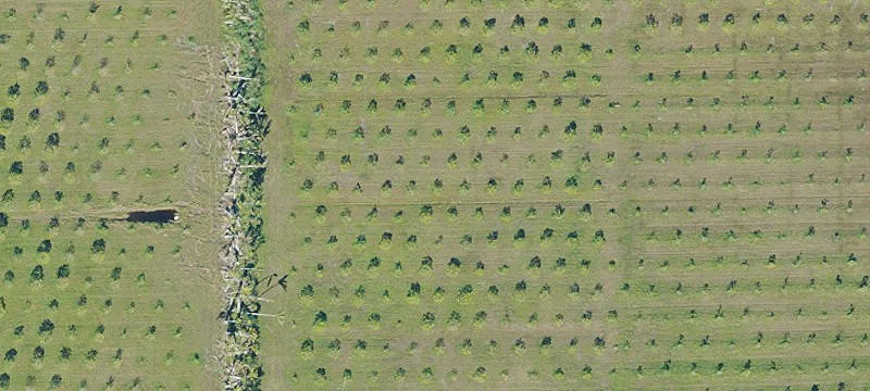 Producing Mango Grove with Irrigation
