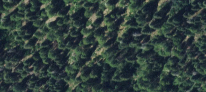 Treed Mountain View Buildable Lot