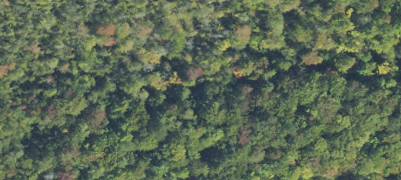 Wooded Ridge Land Parcel