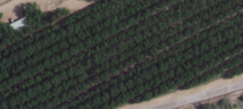 Pecan Farm with Irrigation Infrastructure