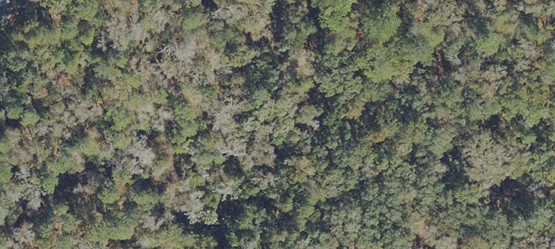 Partially Cleared Residential Lot