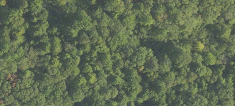 Wooded Recreational Land Parcel