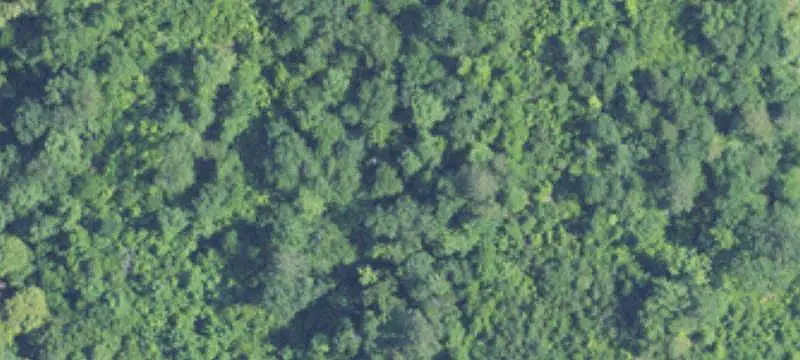 Heavily Wooded Waterfront Land