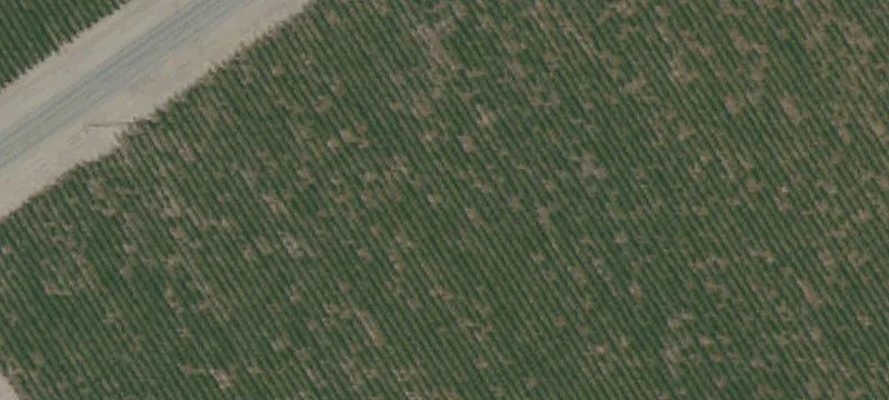 Chardonnay Vineyard with Leaseback