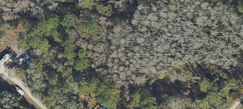 Wooded Residential Land Parcel
