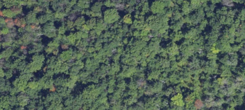 Wooded Hunting Land Tract