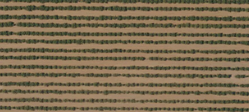Producing Pistachio Ranch Property