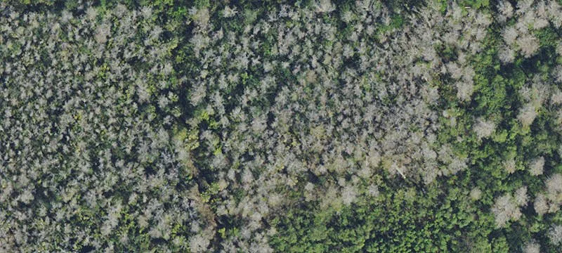 Wetlands-Impact Development Land