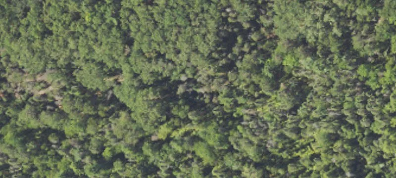 Wooded Residential Building Lots