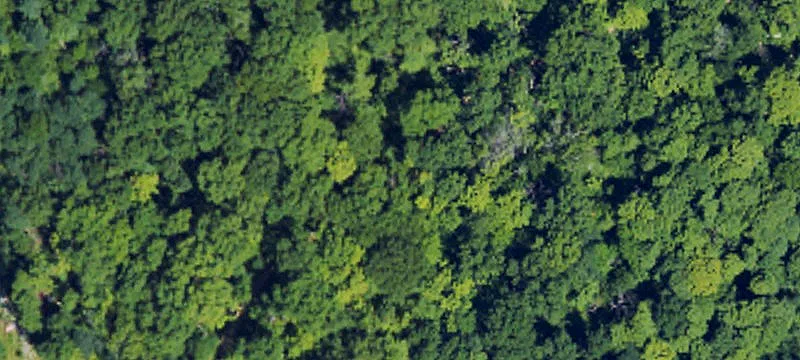 Heavily Wooded Recreational Acreage