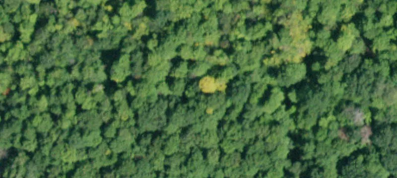 Wooded Recreation Land Parcel