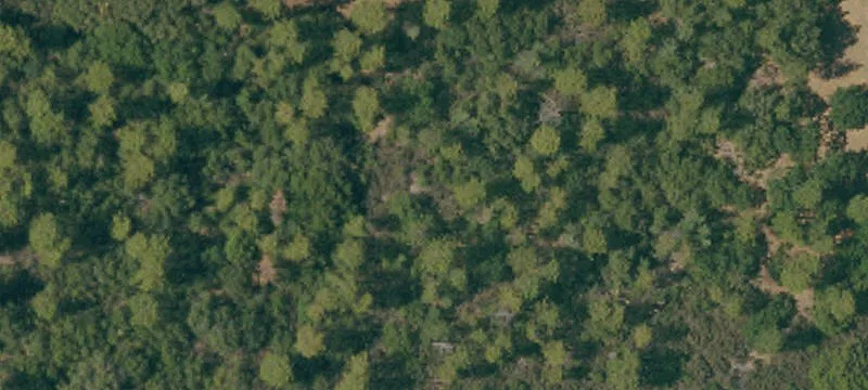Forested Residential Land Parcel