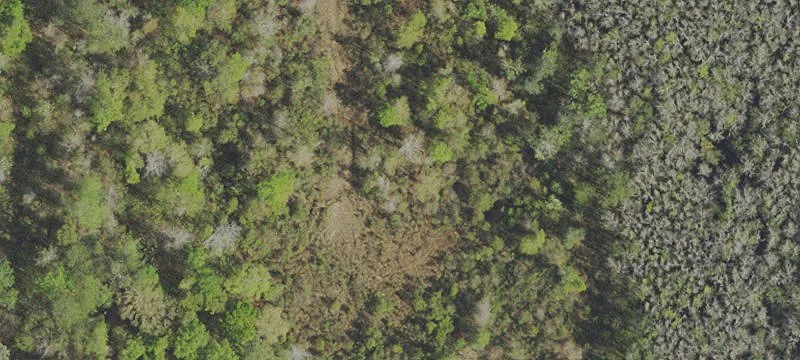Mostly Cleared, Partially Fenced Farmland