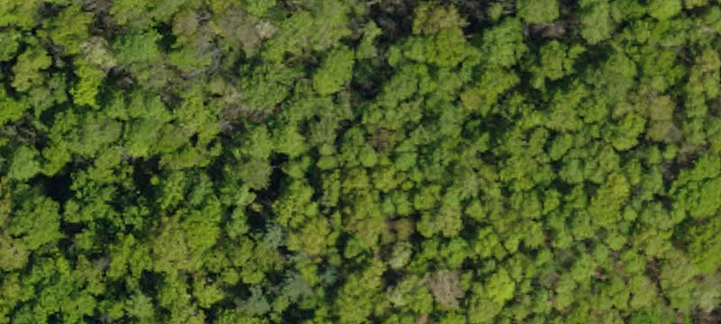 Estate Homesite with Preserve Backing