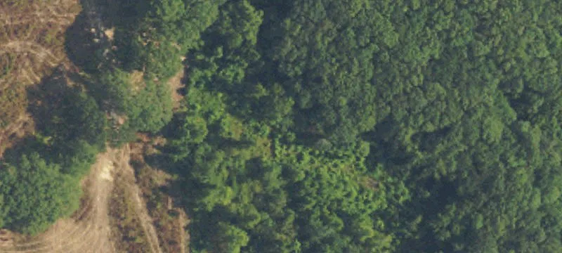 Timber Hunting Tract with Creek