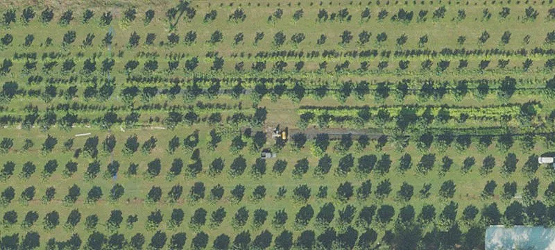 Productive Tropical Fruit Farm Land
