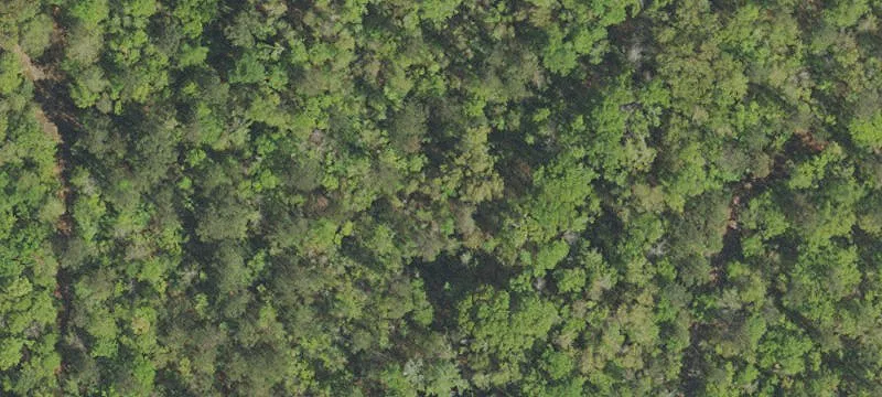 Timberland Homesite and Hunting Land