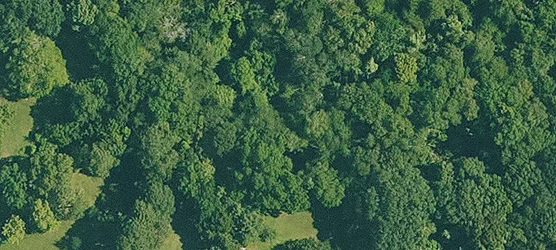 Residential Land Parcel with Trees