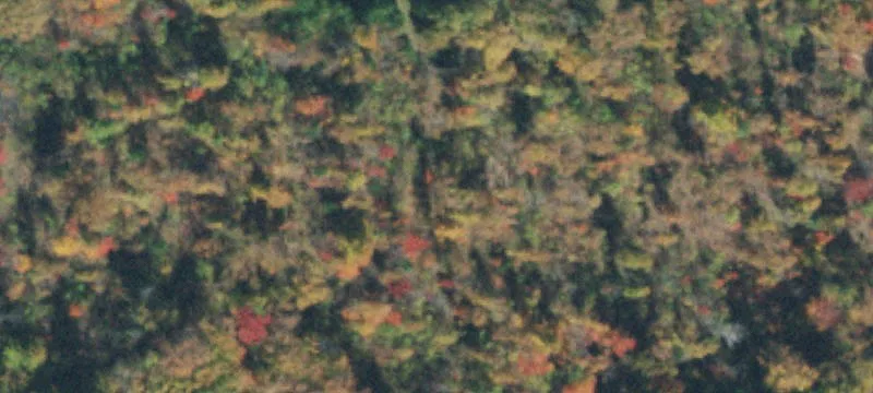 Wooded Residential Land Lot