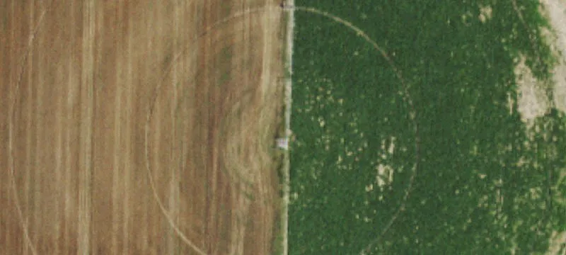 Dog Boarding Facility