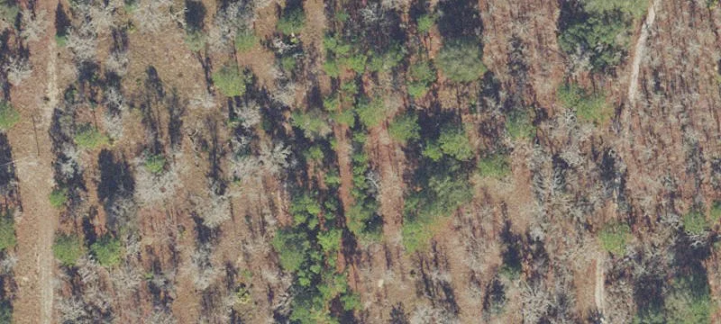 Wooded Residential Land Parcel